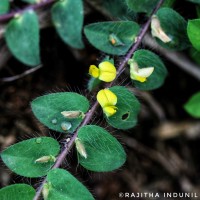 Crotalaria hebecarpa (DC.) Rudd